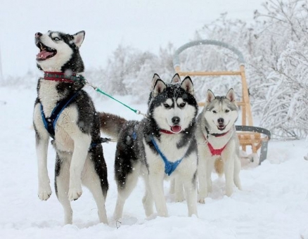 Харків'ян запрошують у Пісочин на перегони на їздових собаках